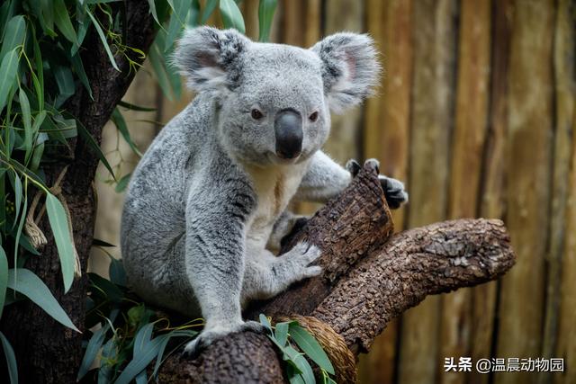 树袋熊还款,贷贷熊贷款怎么样