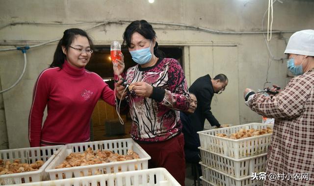 种植致富20个好项目 种植什么赚钱快不愁卖