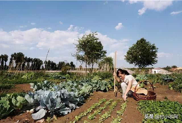 2021年种植什么前景好,种植什么赚钱快不愁卖