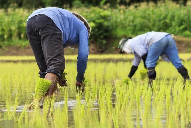目前种植什么最赚钱价格最高,今年农民种植什么最挣钱