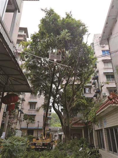 园林绿化养护师资格证,园林绿化工程师资格证怎么考