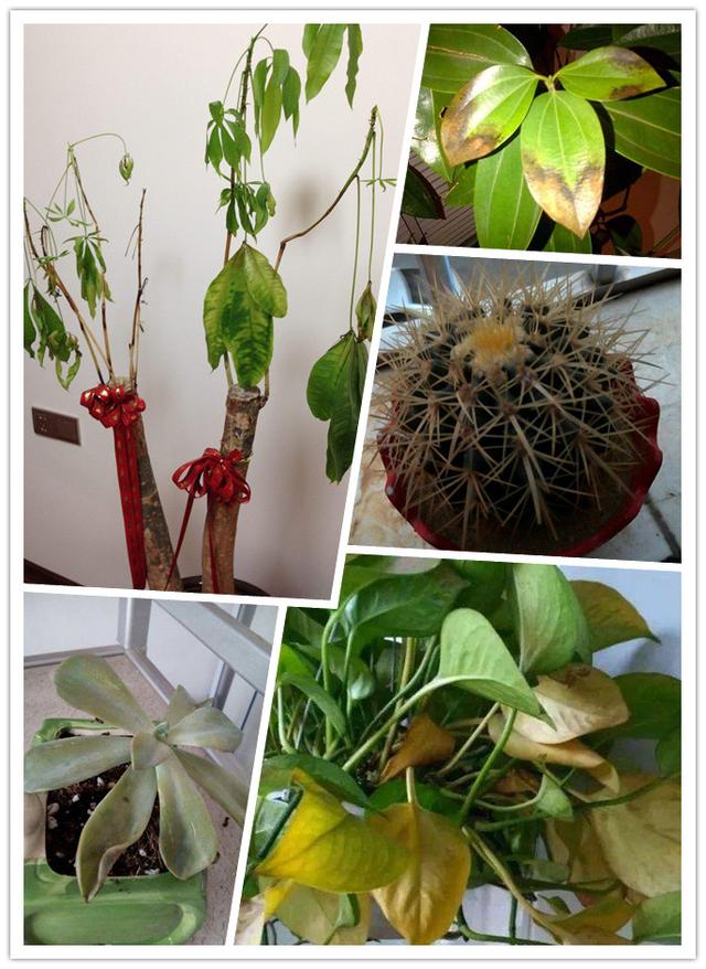 9亩蔬菜钢管大棚转让出售 二手大棚钢管低价转让