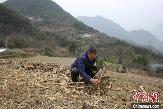 湖北农村养殖,湖北农村创业