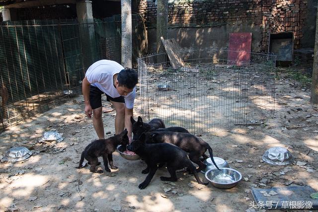 济宁刚子犬舍图片