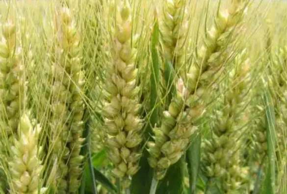 2022年高产小麦品种排行榜，亩产2000斤小麦新品种